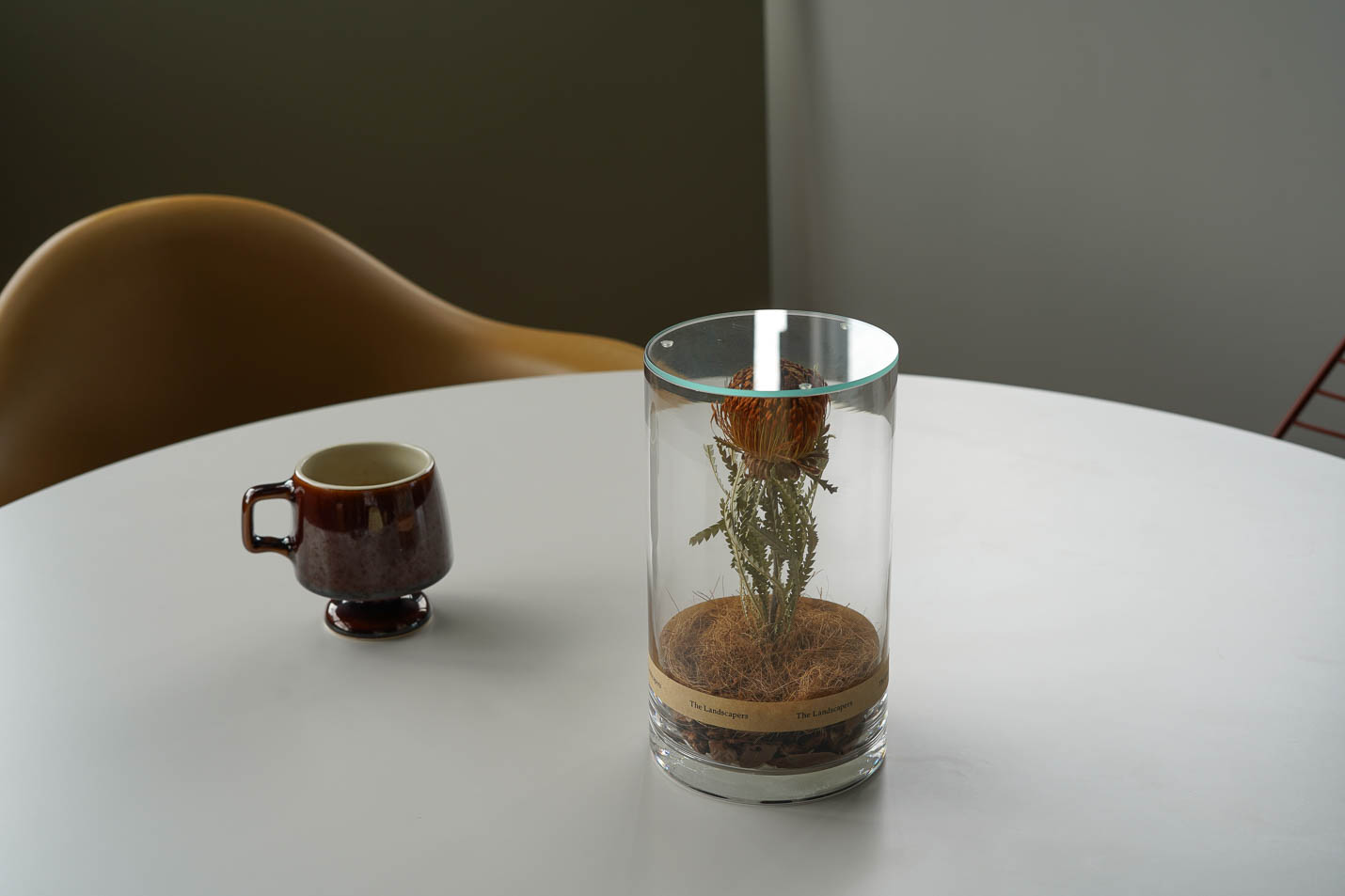 Dryandra(ドリアンドラ)