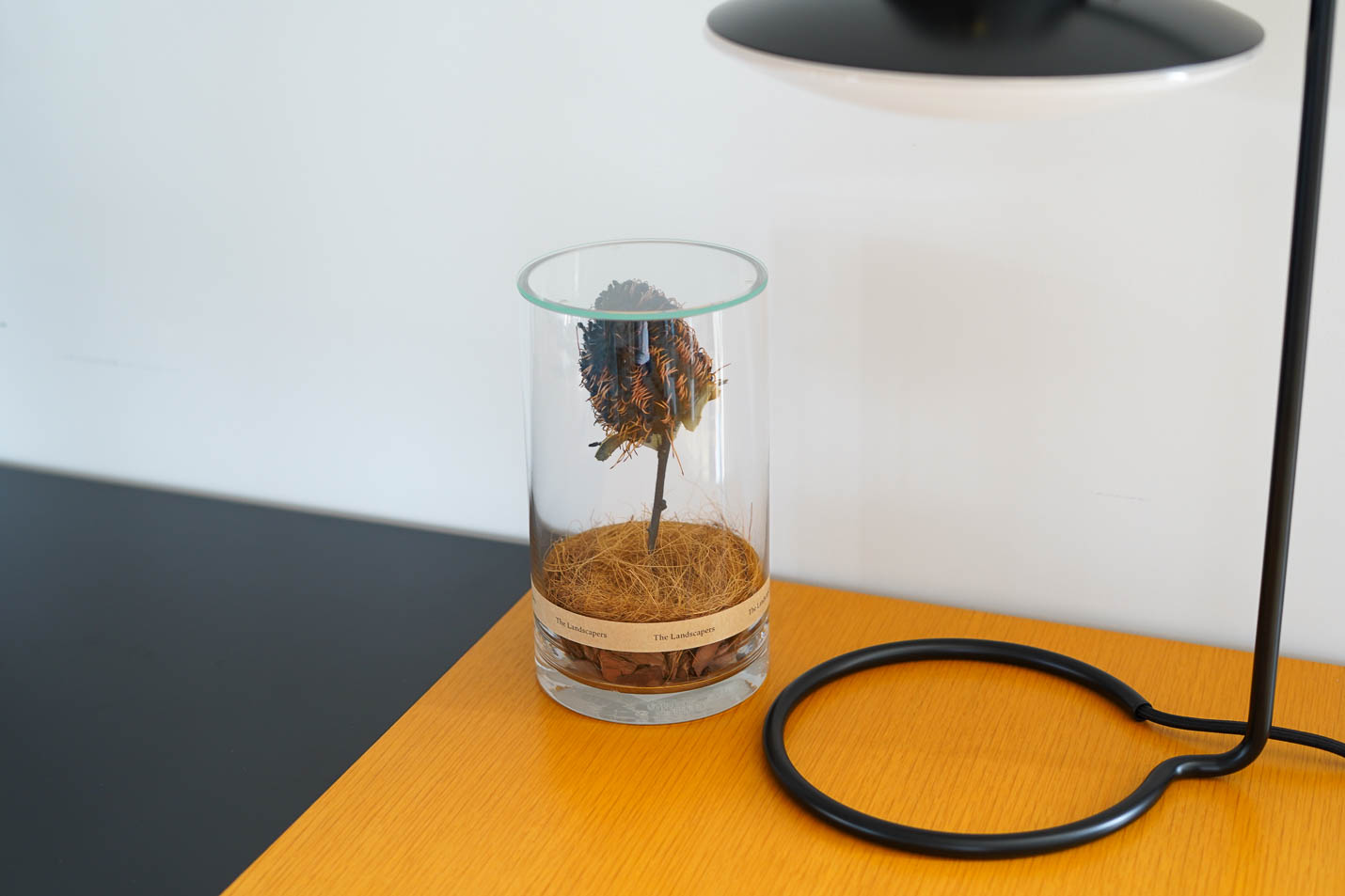 Banksia coccinea(バンクシア ココシネア)