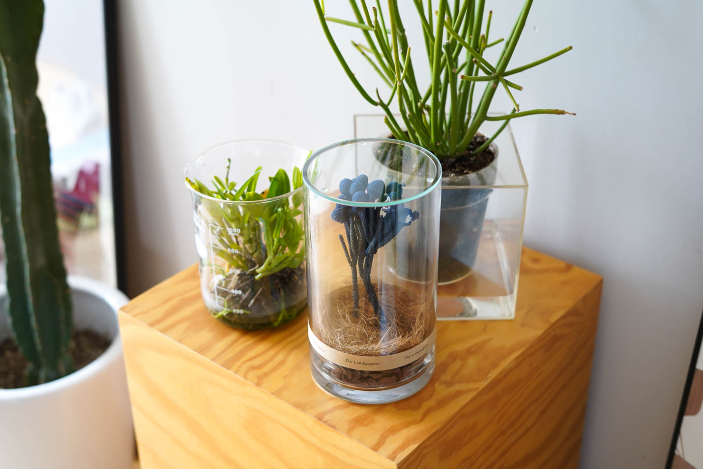 Brunia(ブルニア)