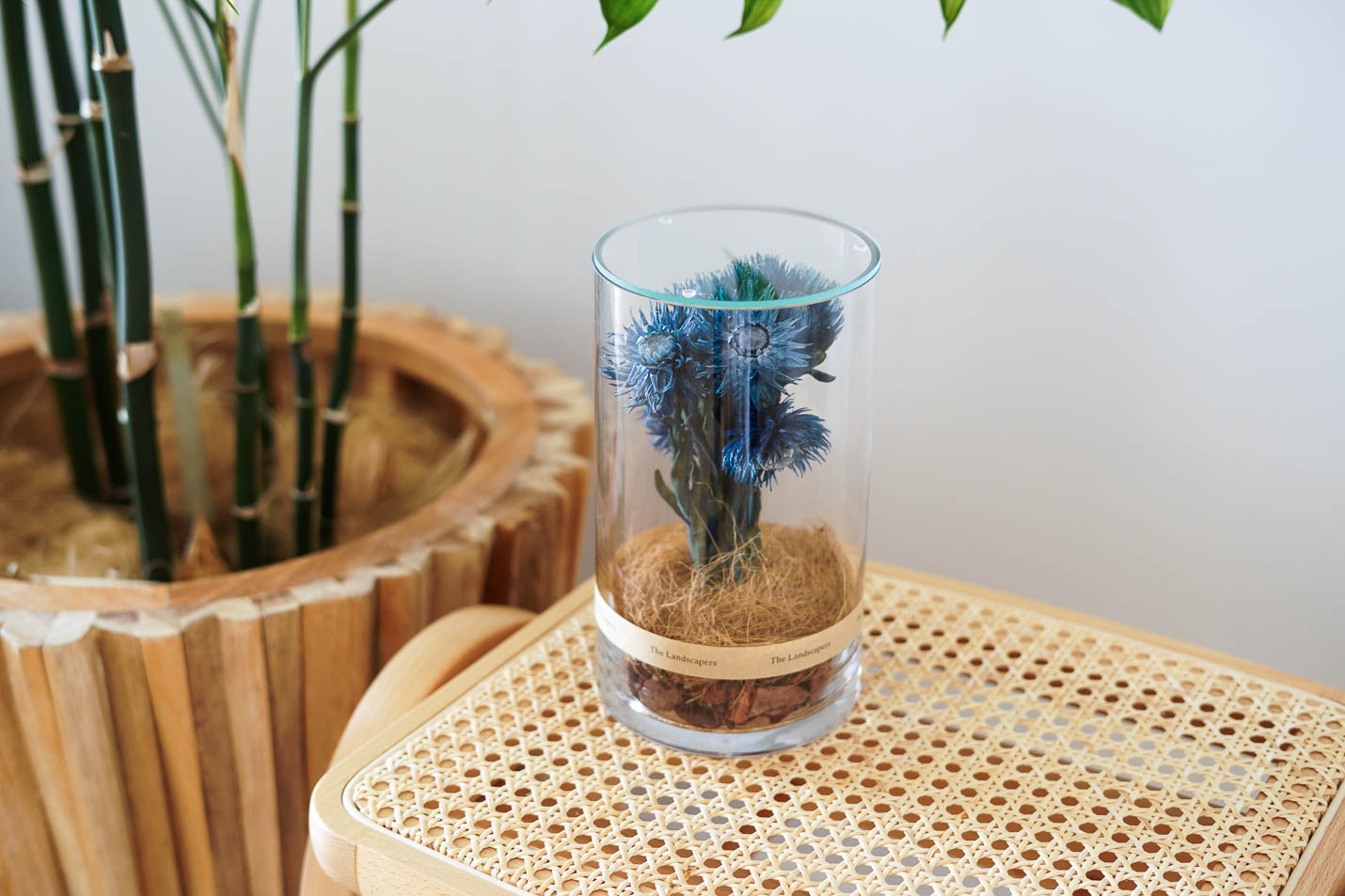 Silver Daisy(シルバーデイジー)