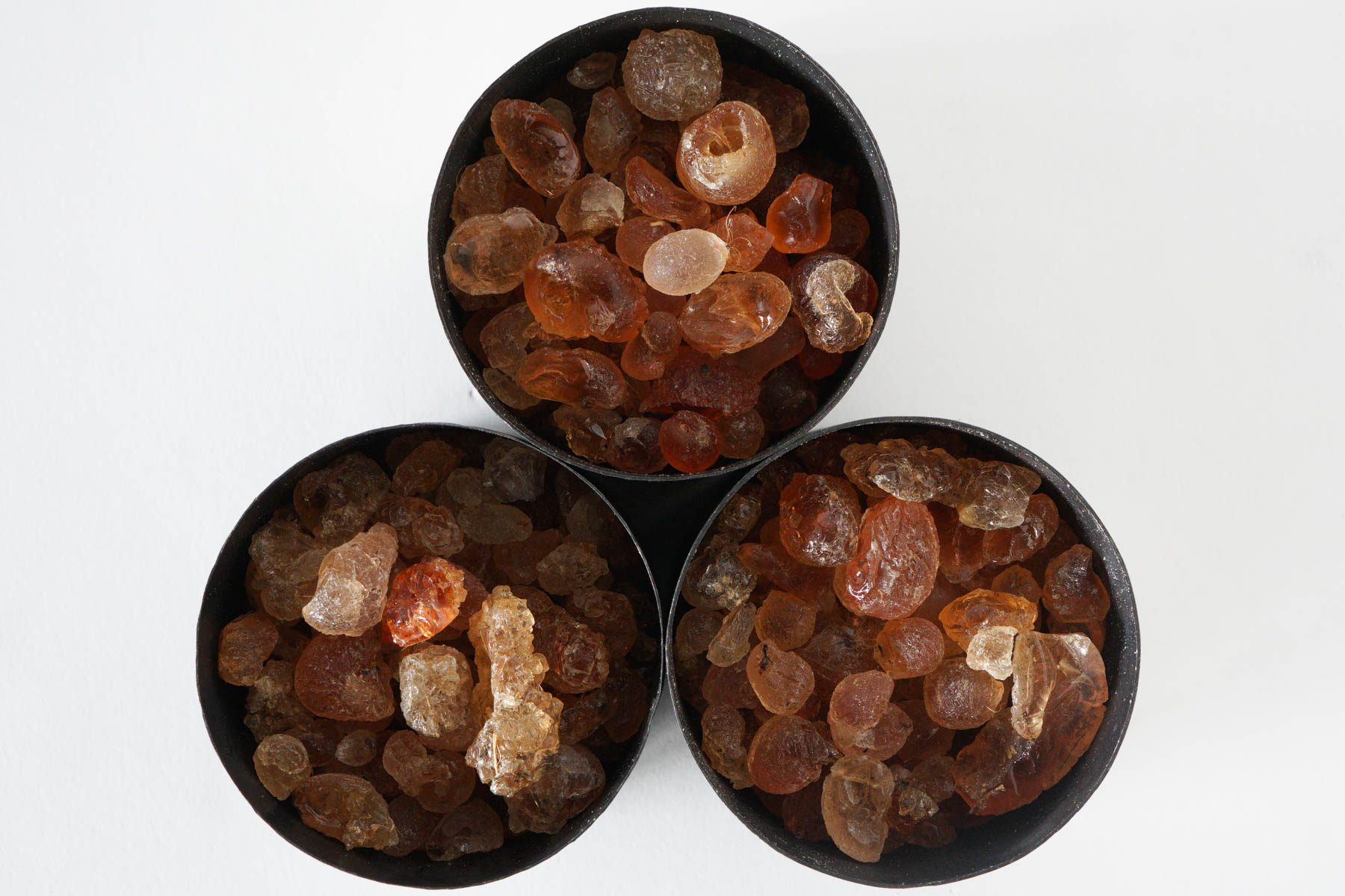 マドエレンアンバーの個体差