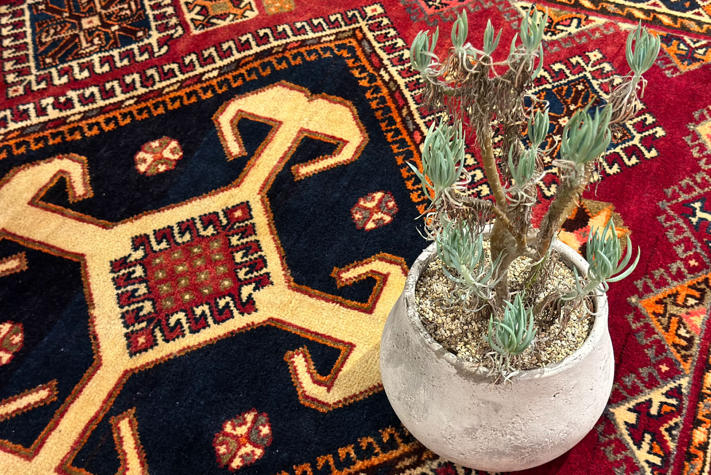 ヴィンテージラグとグリーン(植物)