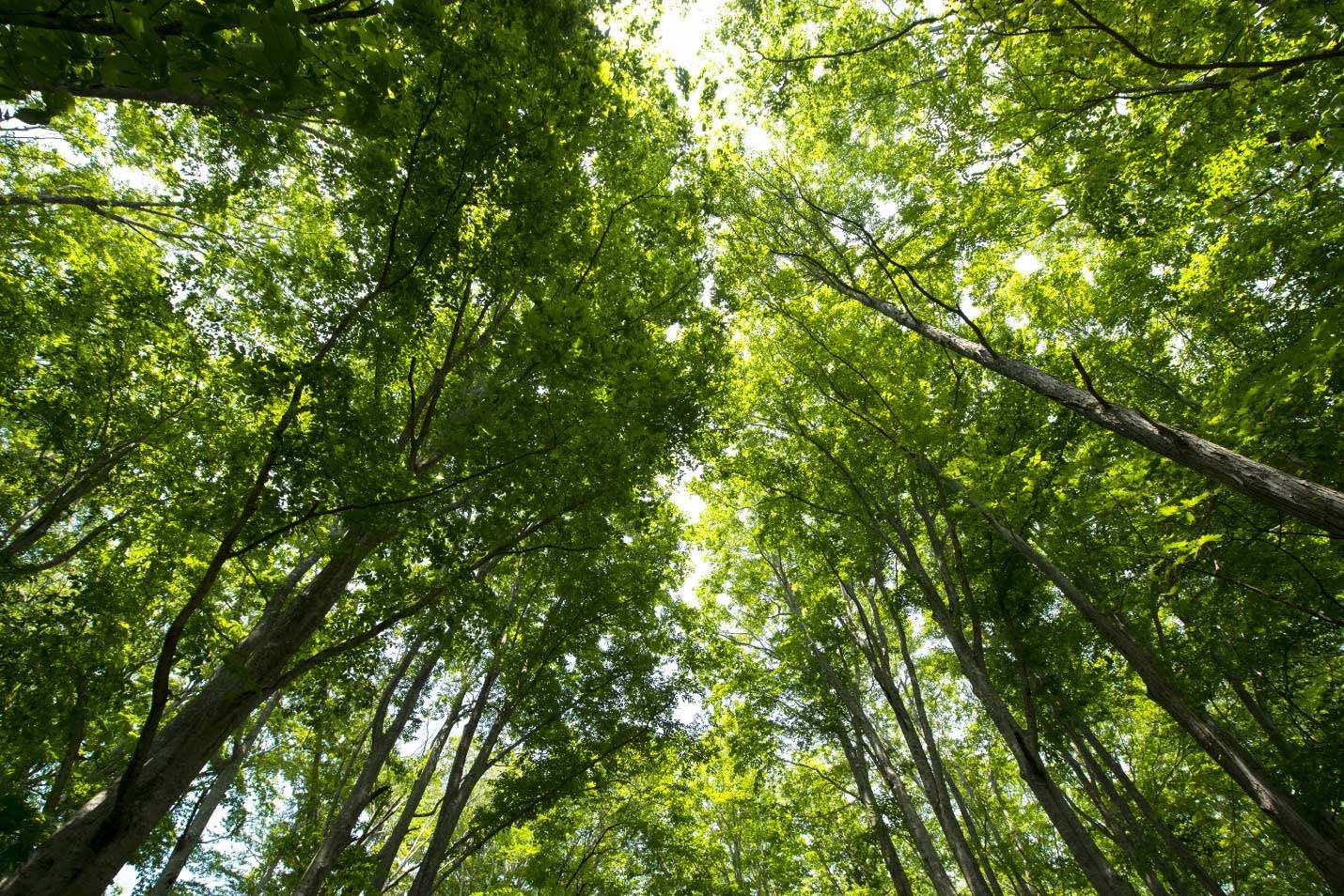 価値ある日本の森