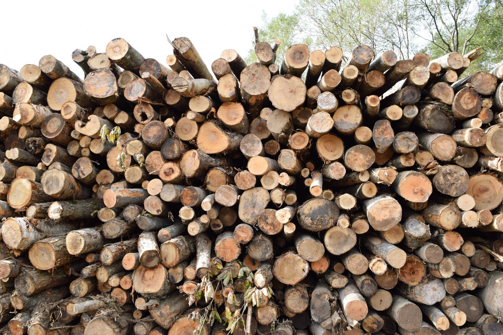 KNSで使われる小径木