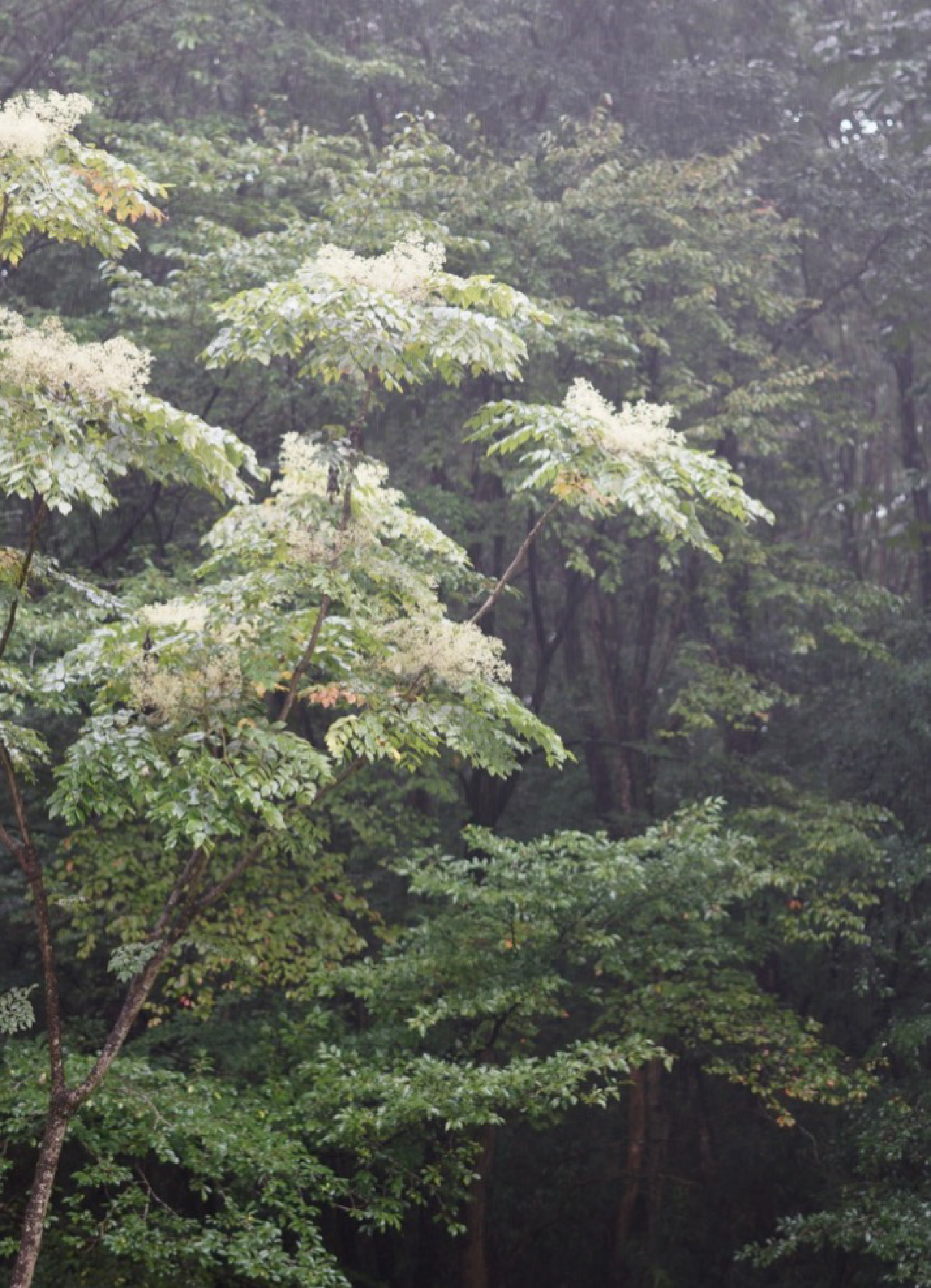 別荘の外は小雨